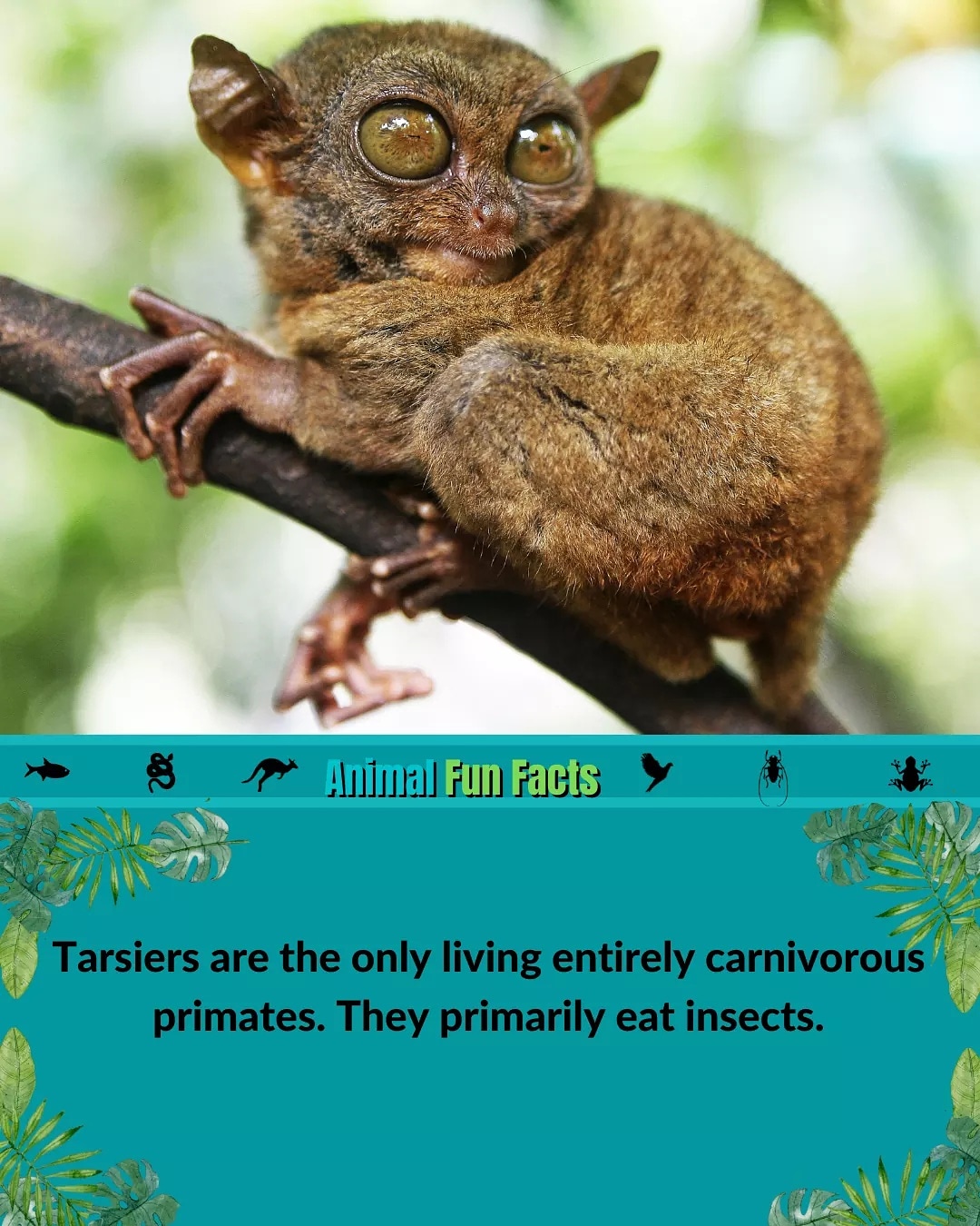 Animal fun facts on Twitter: Animal fun facts on Twitter: