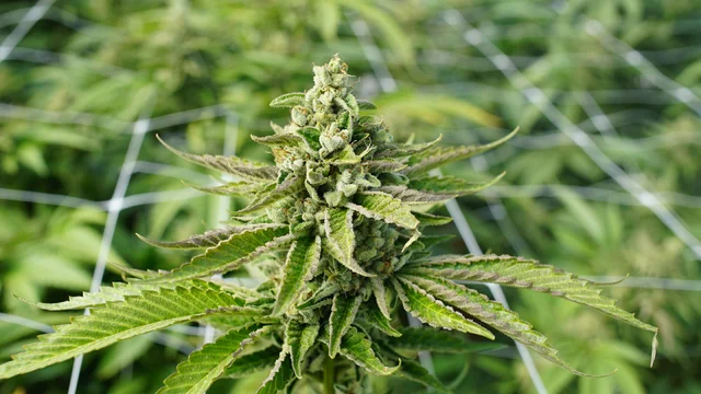 thehill's tweet photo. Virginia lawmakers approve recreational marijuana use https://t.co/xv9IIFUdfP https://t.co/qV25kKaMH4