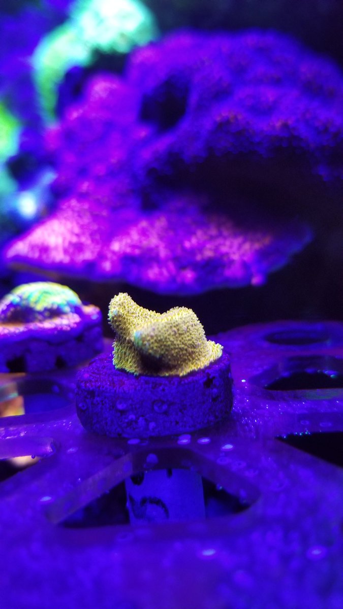 sharks3dgirl's tweet photo. Meet the new additions I got from @WorldWideCorals live sale on @REEF2REEF. TG Watermelon Psammocora, JF Grafted Rainbow Montipora, WWC Nacho Cheese Chalice & WWC Illuminati Zoanthids.
-
-
-
#aquarium #coral #fishtank #lps #marineaquarium #redseareefer #reef #reeftank #sps https://t.co/INXC3GJo3f