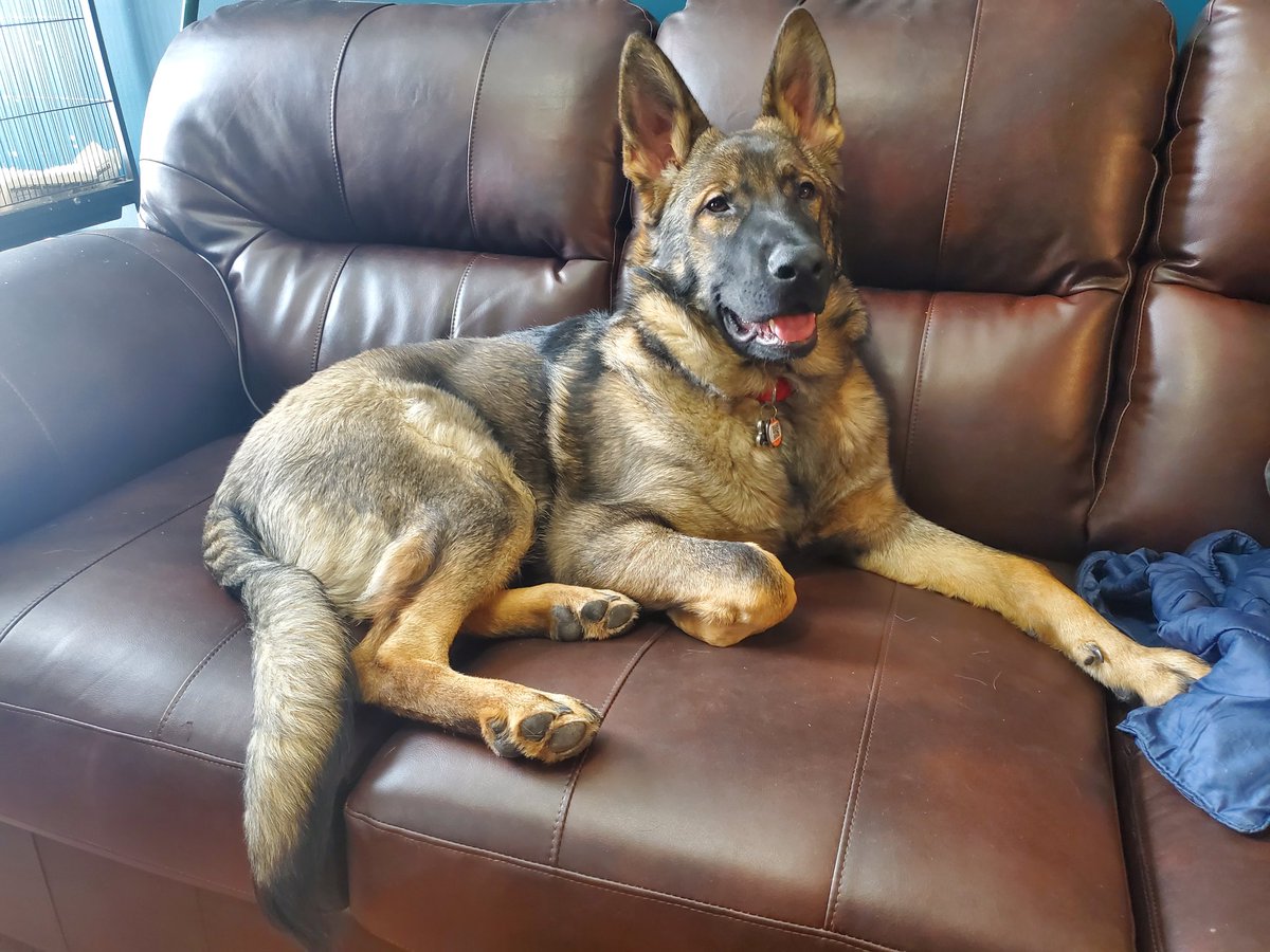 gunner_with's tweet photo. Well one minute I'm seating pretty on the couch and the next  minute I'm getting a spa day. Don't know if I really like those spa day yet https://t.co/j5tlC5mhwC