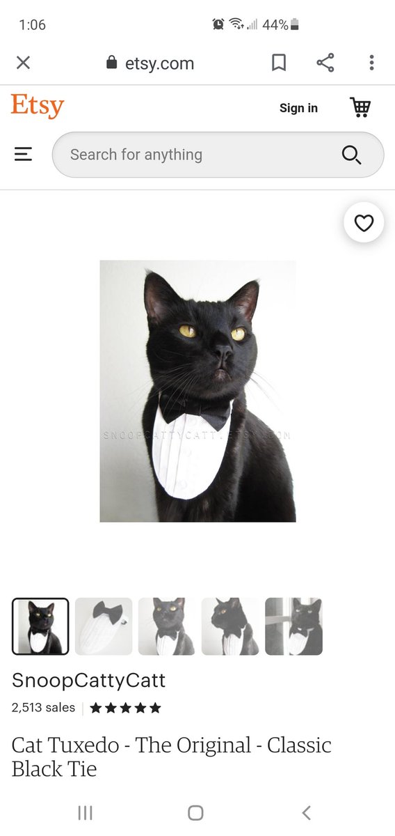 kittehsofLC's tweet image. We were gonna buy u this for your birthday, but then realized were already wearing one 😸

#OllsPawty