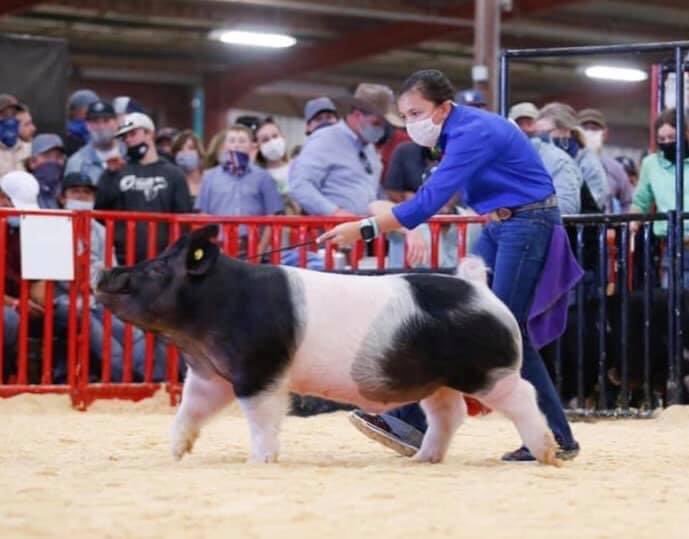 Reserve Champion Dark Cross 
Shown by Selah Salmons
Next Intention X Down N Dirty