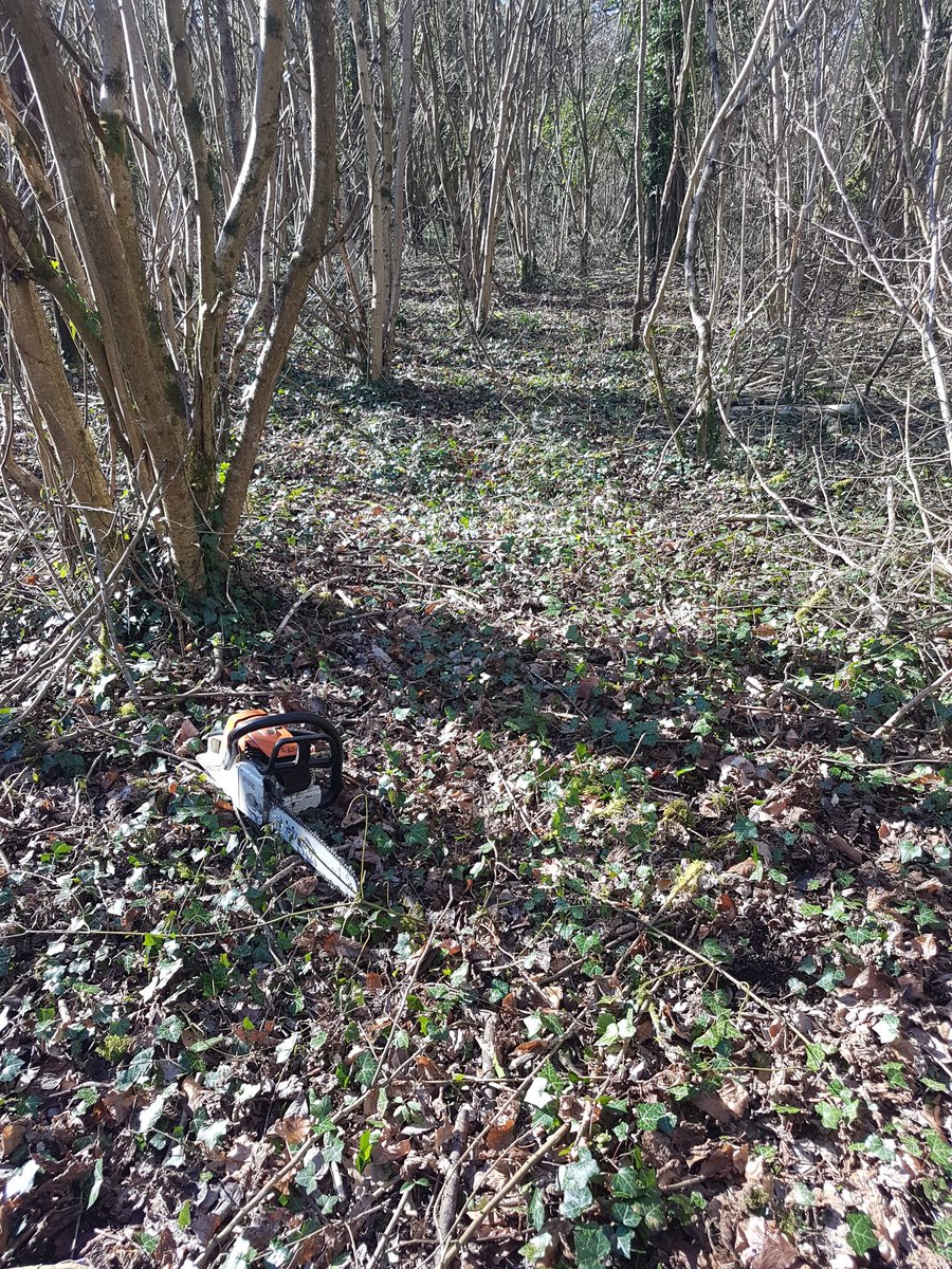 wildlifebeck's tweet photo. Been spreading the love by helping out in another area of Somerset. With no volunteer groups out, managers have needed help with finishing the winter work programme. Today clearing lines ready for a coppice coupe deer fence at @SomersetWT Great Breach wood. https://t.co/IfQTIcg5Yy