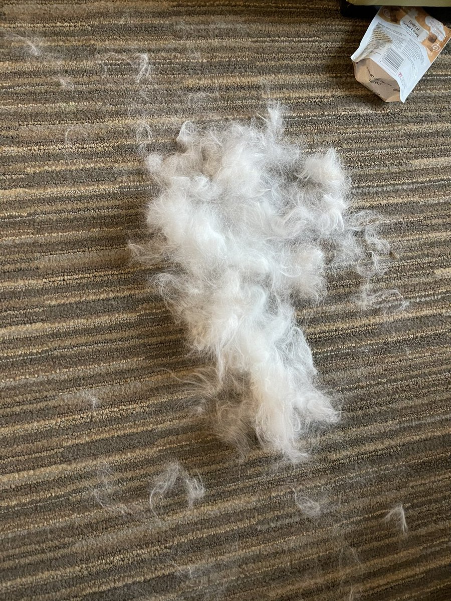 vikkihs's tweet photo. @HooverUSA We had an Ellie explosion this morning...I must say, the wind tunnel pet does the job! Not one floof of fur left. https://t.co/gN0u956amH