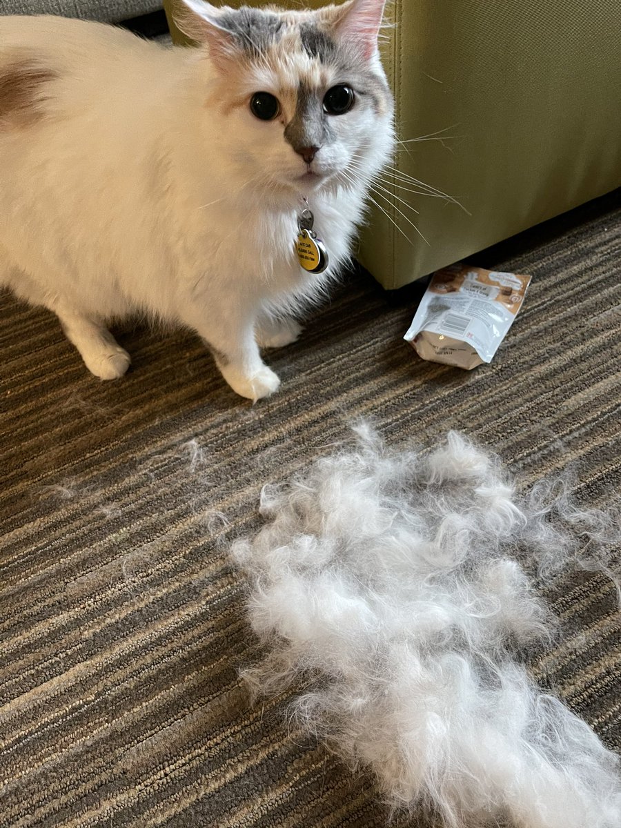 vikkihs's tweet photo. @HooverUSA We had an Ellie explosion this morning...I must say, the wind tunnel pet does the job! Not one floof of fur left. https://t.co/gN0u956amH