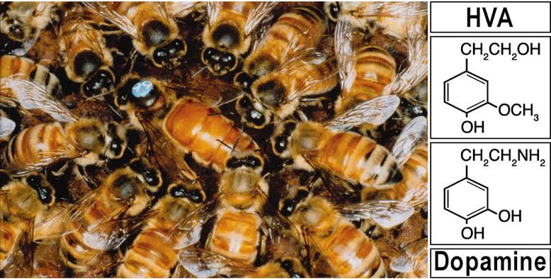 tararuatramping's tweet photo. At the club tomorrow night: Elodie Urlacher explains more about bees! Pheromones play a pivotal role in organising the social structure of hives, enabling bees to live together cooperatively and successfully in large, well-organised colonies. #TTCTalks https://t.co/nVLOX6YzdW