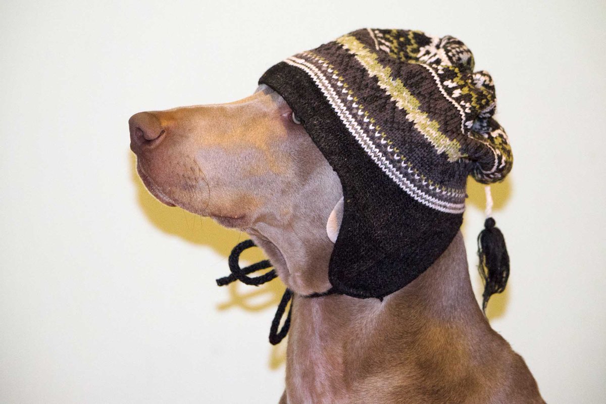 DogsCA's tweet image. Enjoy the #Winter before it's gone! "Muskoka" the male #weim #weimaraner #dog looks great in his #snowboard hat #snow #cute #dogsoftwitter #dogs