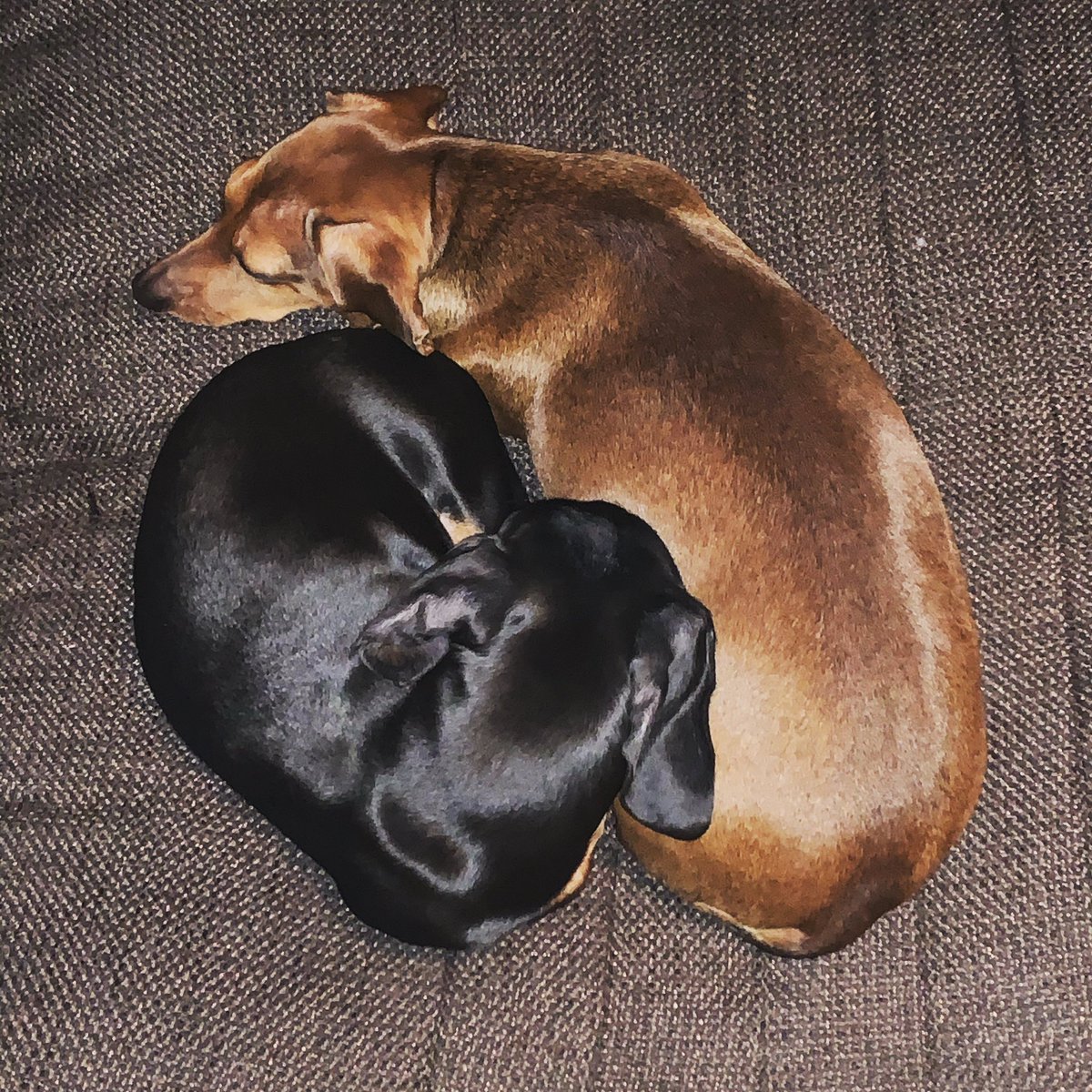 duckemon01's tweet photo. Yin Yang https://t.co/3YtMPujrh3