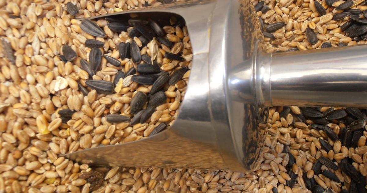 agricology's tweet photo. How can #poultry producers meet the challenge of 100% organic feed? This #ICOPP guide looks at potential of alternative feed sources. Correctly balancing protein & amino acid requirements ensures productivity, bird welfare & sustainability https://t.co/xnXYgTSMWa @OrgResCent @WUR https://t.co/aOkTDk9y4j