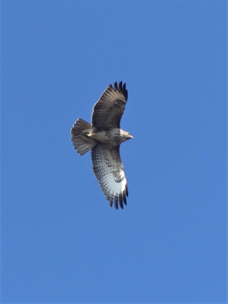 Wild_NEScot's tweet photo. Back to the standard flight shots after yesterday's plane escapade- displaying Buzzards over the wood this afternoon. #flight #notaplane #lincsskies #lockdownbirding @LincsWildlife https://t.co/5DWSKAfFDx