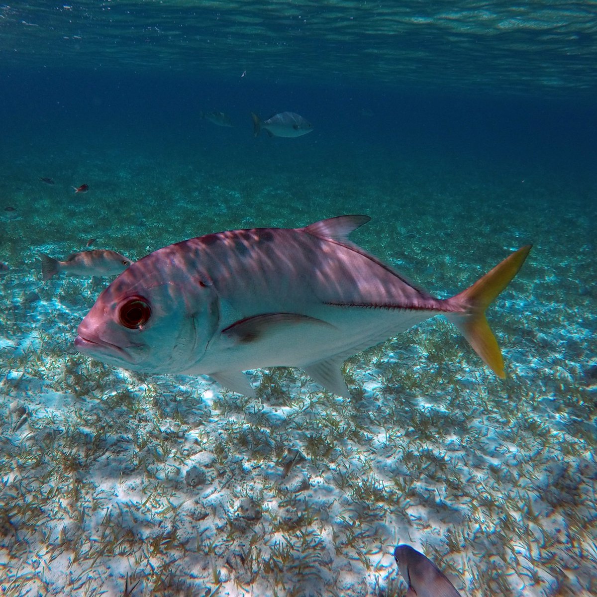 Caranx latus, Horse-eye jack, xaréu-olhudo, xerelete
Photographed snorkeling in Belize (2016)
