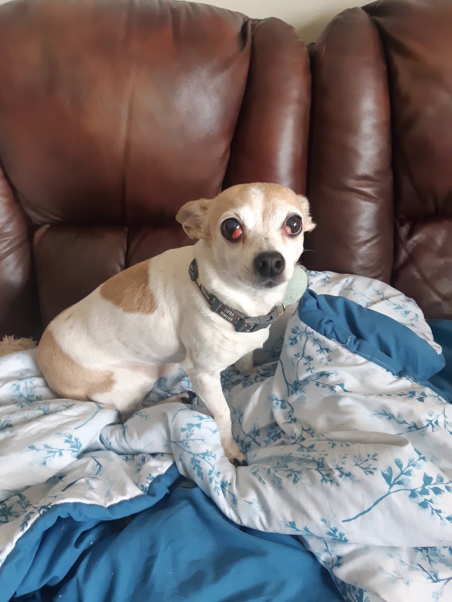 She's puttin her boots on. There's probably a treat coming my way....