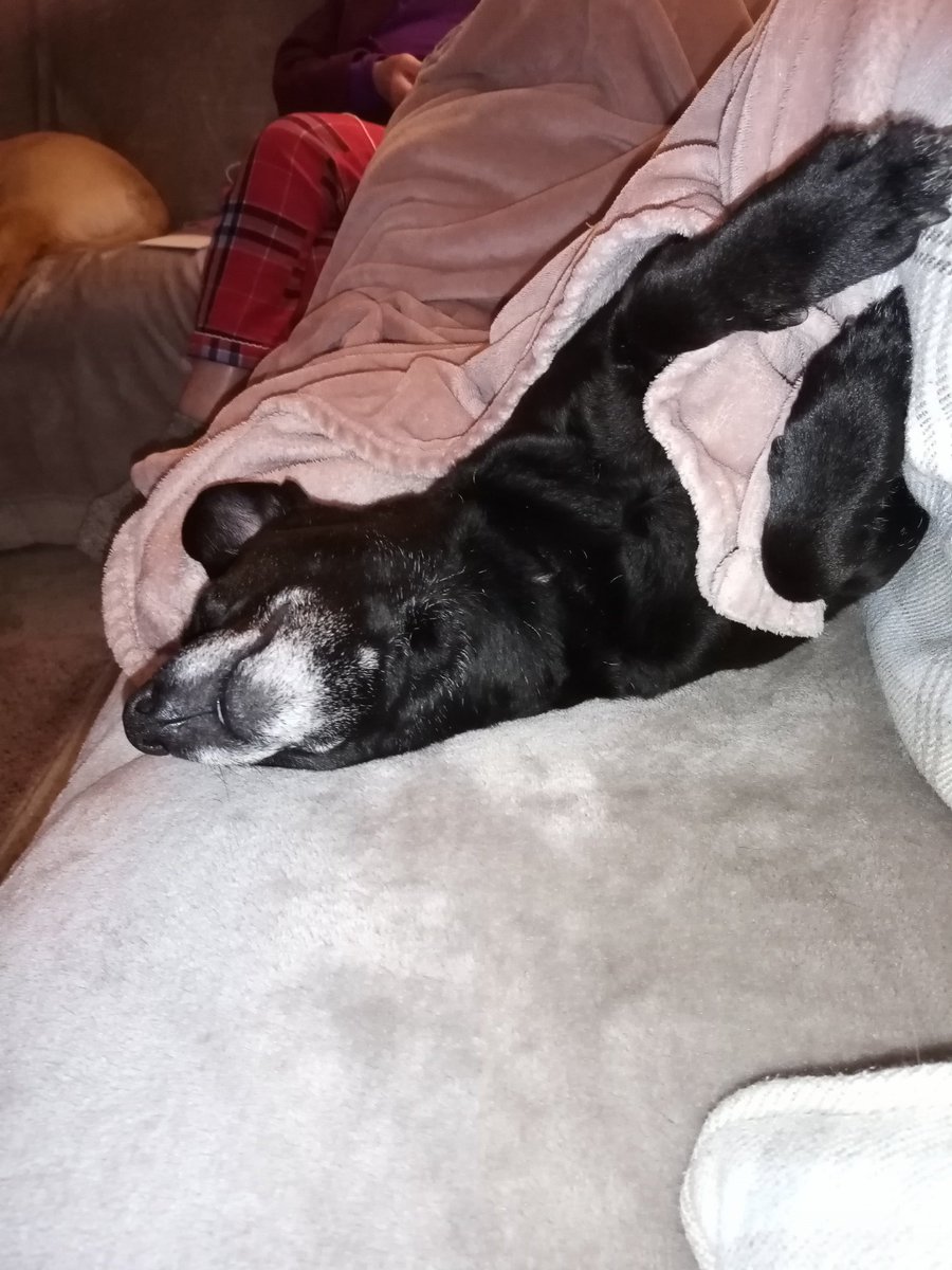 Why is my dog so weird