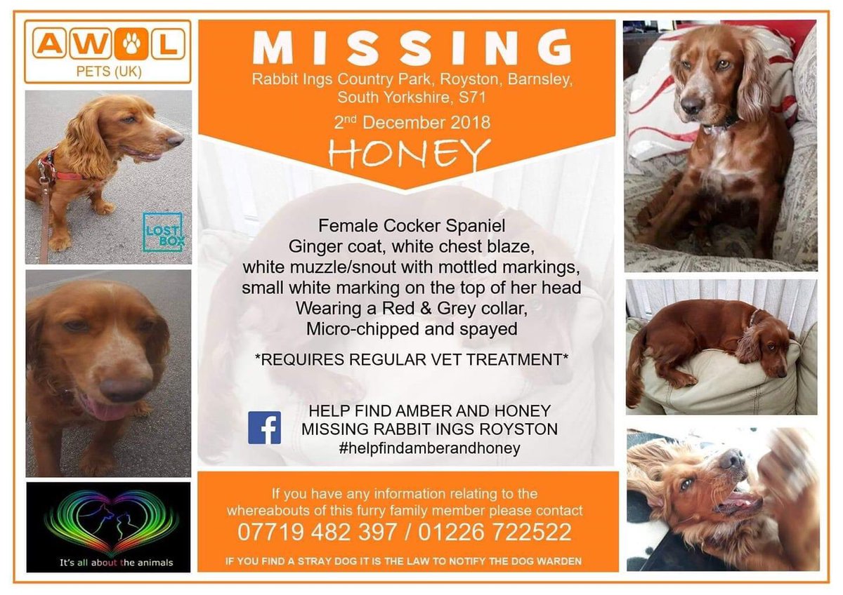 rosieDoc2's tweet photo. #HelpfindHoney 
here’s a post 7/12/18 (5days after she was #Stolen) 
“Bumped into Honeys owner walking round rabbit Ings,she asked if we’d seen Honey while walking our dogs.Our hearts broke when we parted,we heard you calling honey as you walked away.  

https://t.co/4Fr1I3pj83 https://t.co/GePmnwKfGh