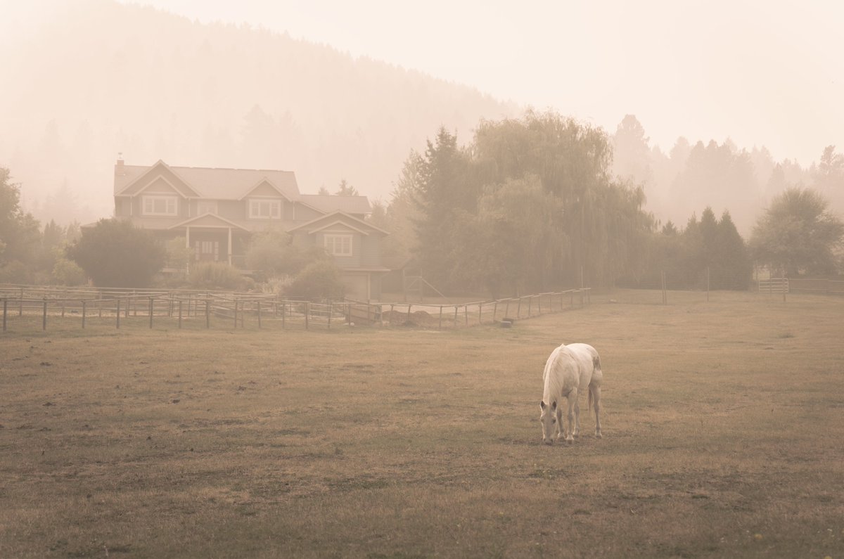 WallaBare's tweet photo. quiet moments captured during the 2020 forest fires https://t.co/dNJ0cYTpSc