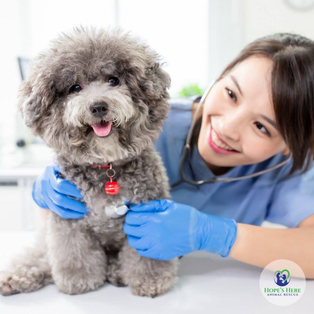 HopesHereMD's tweet photo. Whether it be time, supplies, or money, we appreciate any support you can show our rescue animals! #HopesHereAnimalRescue can only operate based on the generosity of our donors.   Use your strengths and your passions to help further the cause!. We have a number of ways to help. https://t.co/D5Y9JoVx4s