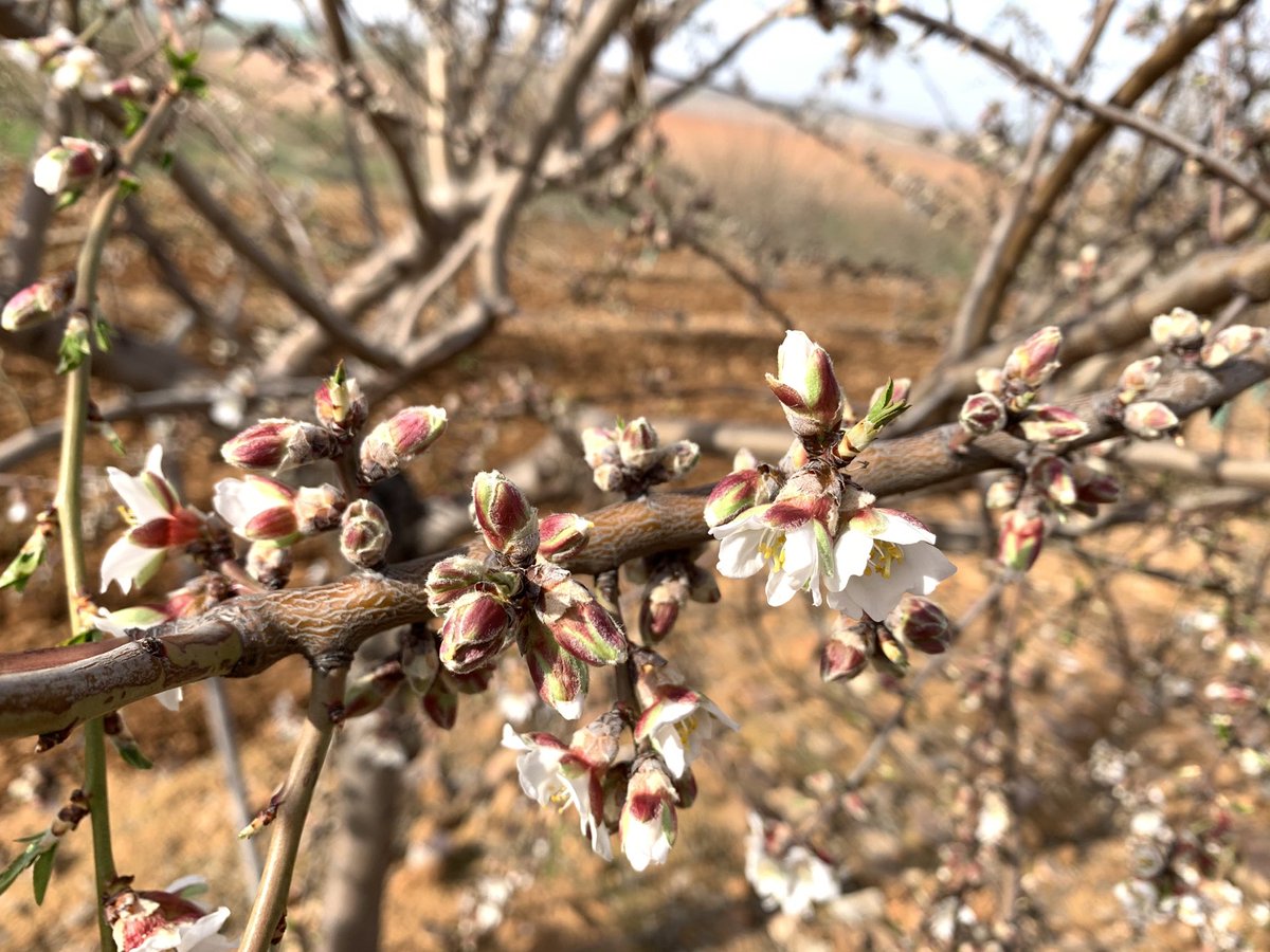 todoalmendro's tweet photo. Comienza la floración de Antoñeta en Ciudad Real. https://t.co/iWrM2m6ivG
