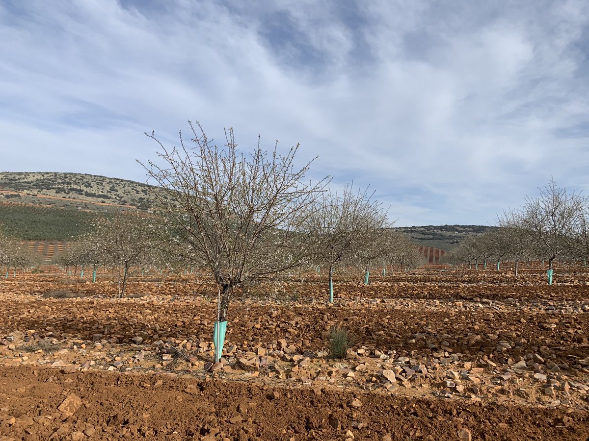todoalmendro's tweet photo. Comienza la floración de Antoñeta en Ciudad Real. https://t.co/iWrM2m6ivG