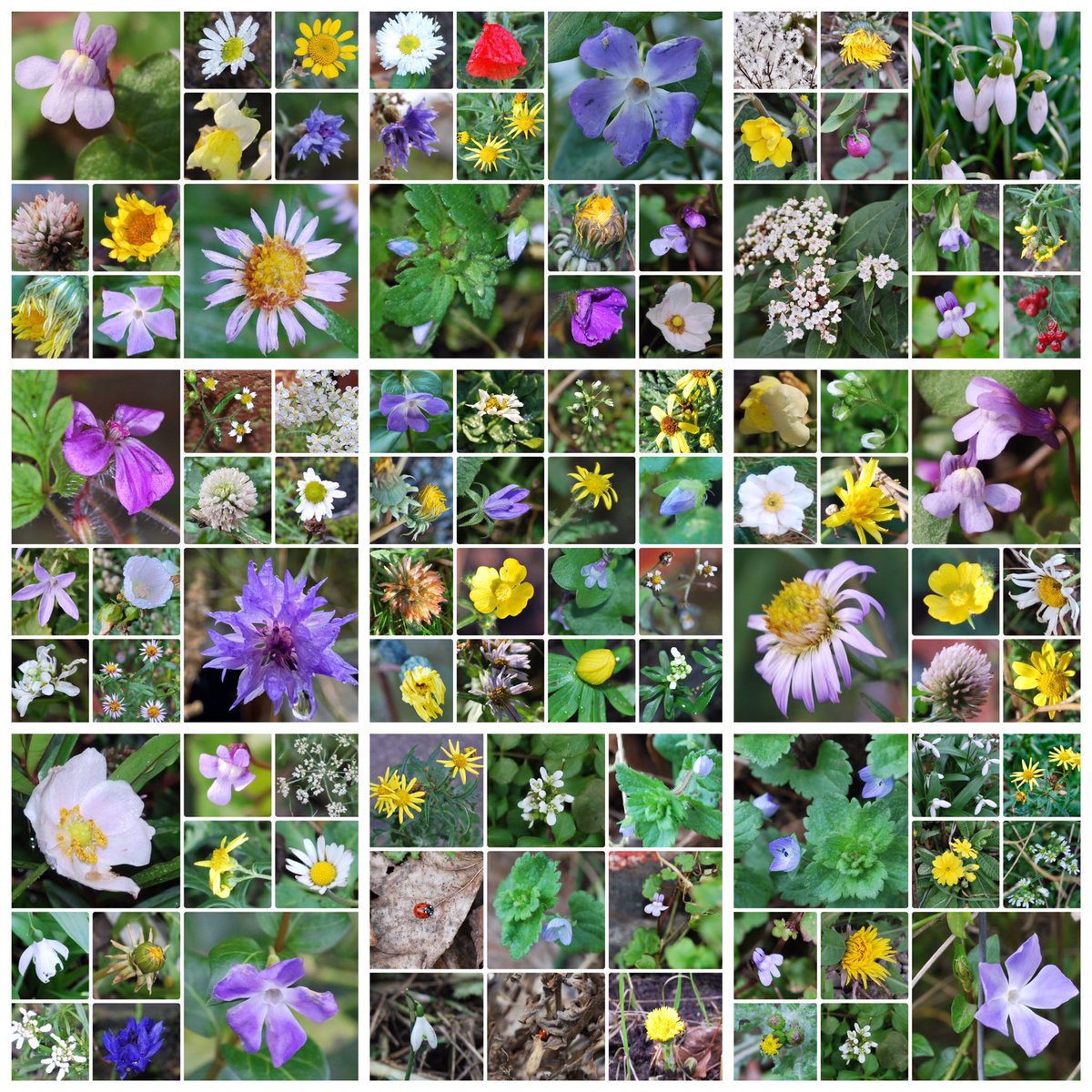 A round-up of everything in 2021 so far 🌿🌼🌿🌸🌿🤍🌿 #wildflowerhour #thewinter10 #flowers #FlowerReport #Closetohome #wildflowers #Ancoats #Manchester 🌿🌸🤍🌼🌿