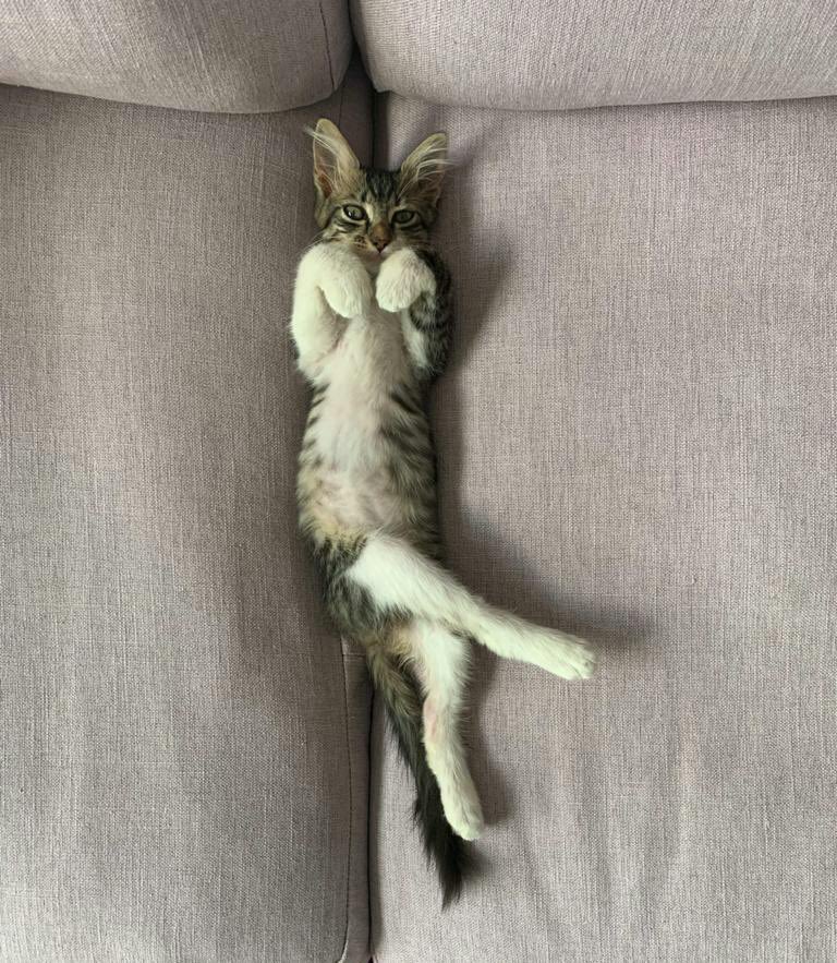 A couple of weeks ago a friend in Paraguay was followed home by a skinny, abandoned cat, and decided to take her in. It is safe to say that the cat is now feeling very much at home.