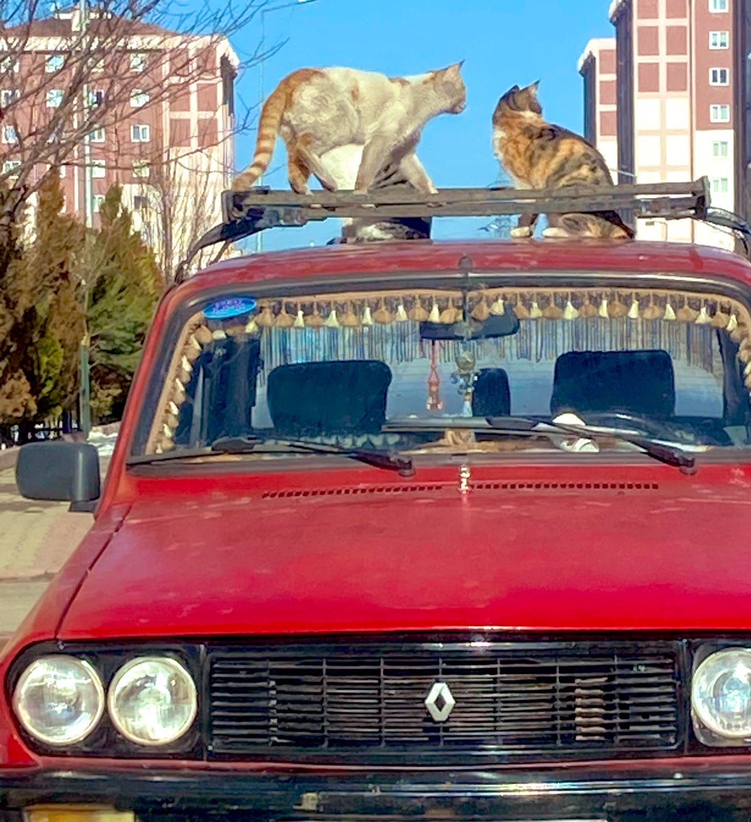 Kedi özel harekat operasyon için konuşlanmış