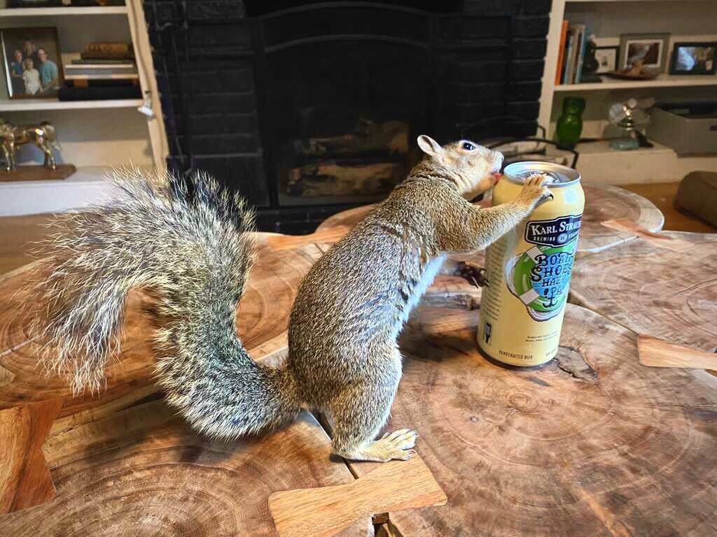 Karl Strauss Brewing Company tweet media