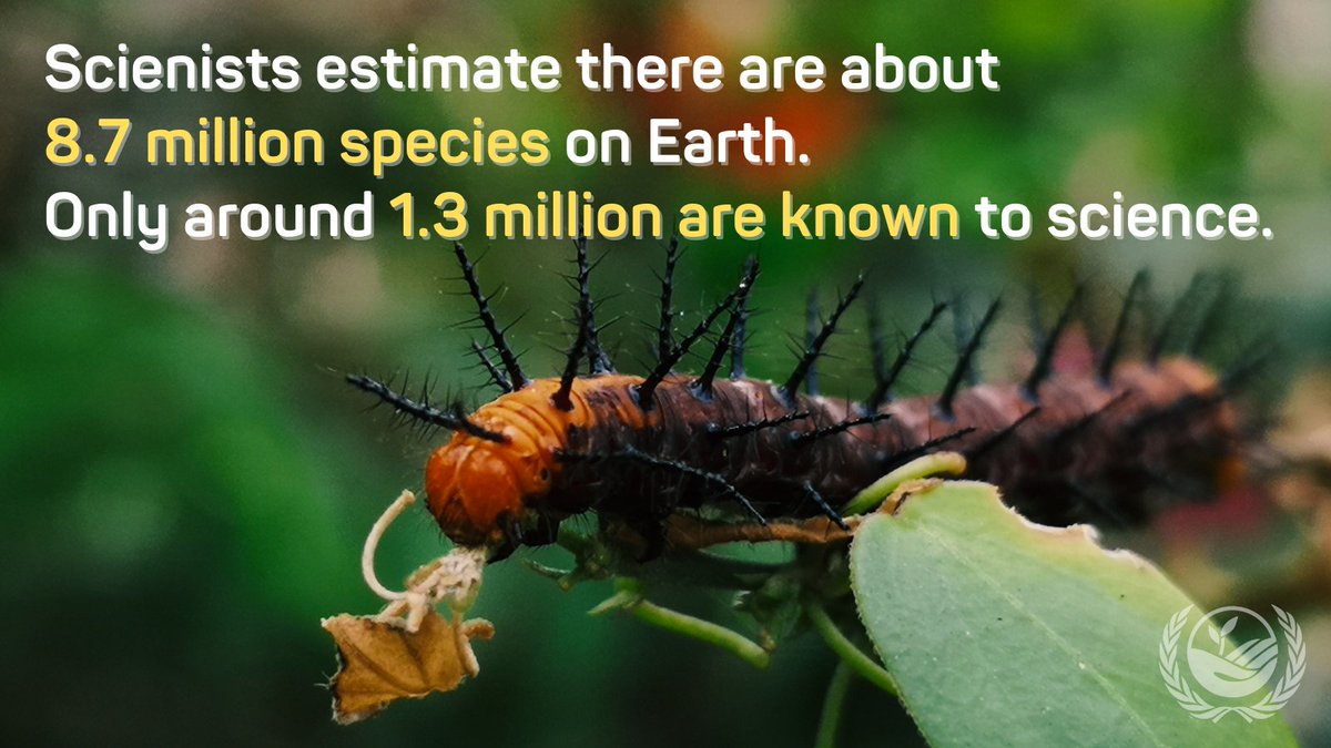 Today, 86% of land life-forms and 91% of marine ones remain undescribed! With so much of the world’s #wildlife yet to be discovered, it becomes crucial to protect the planet’s last wild places from land conversion and #deforestation: unccd.int/news-events/wo…

#WorldWildlifeDay