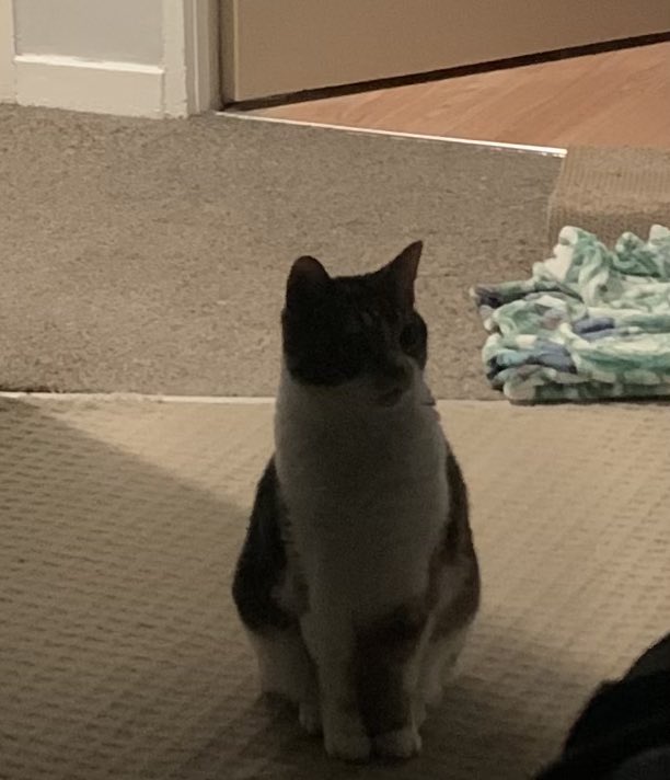 BoeFaceOf1's tweet photo. Erm?! Really?! Apparently we are having an early night. ๐น๐น thatโs what they think! #plottingcat #bedtime #CatsOnTwitter #CatsOfTheQuarantine #catsoftwitter #mondaylooms #sundaynightblues #GoodNight #SweetDreams #wonderhowmanyfollowers https://t.co/0Jgm9nuCmJ