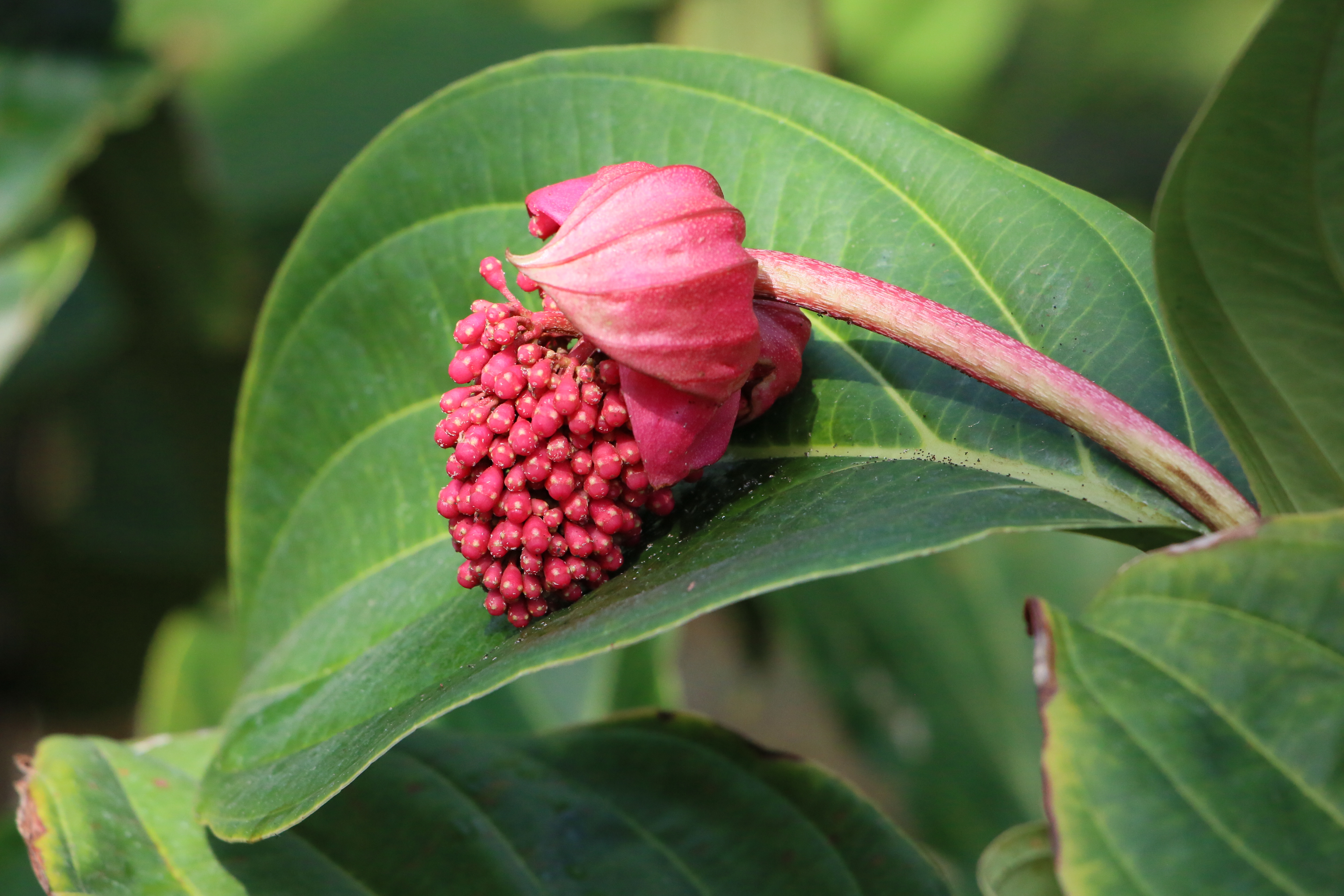 メディニラマグニフィカ火の鳥 メディニラ マグニフィカ 火の鳥 メディニラマグニフィカ⭐️火の鳥