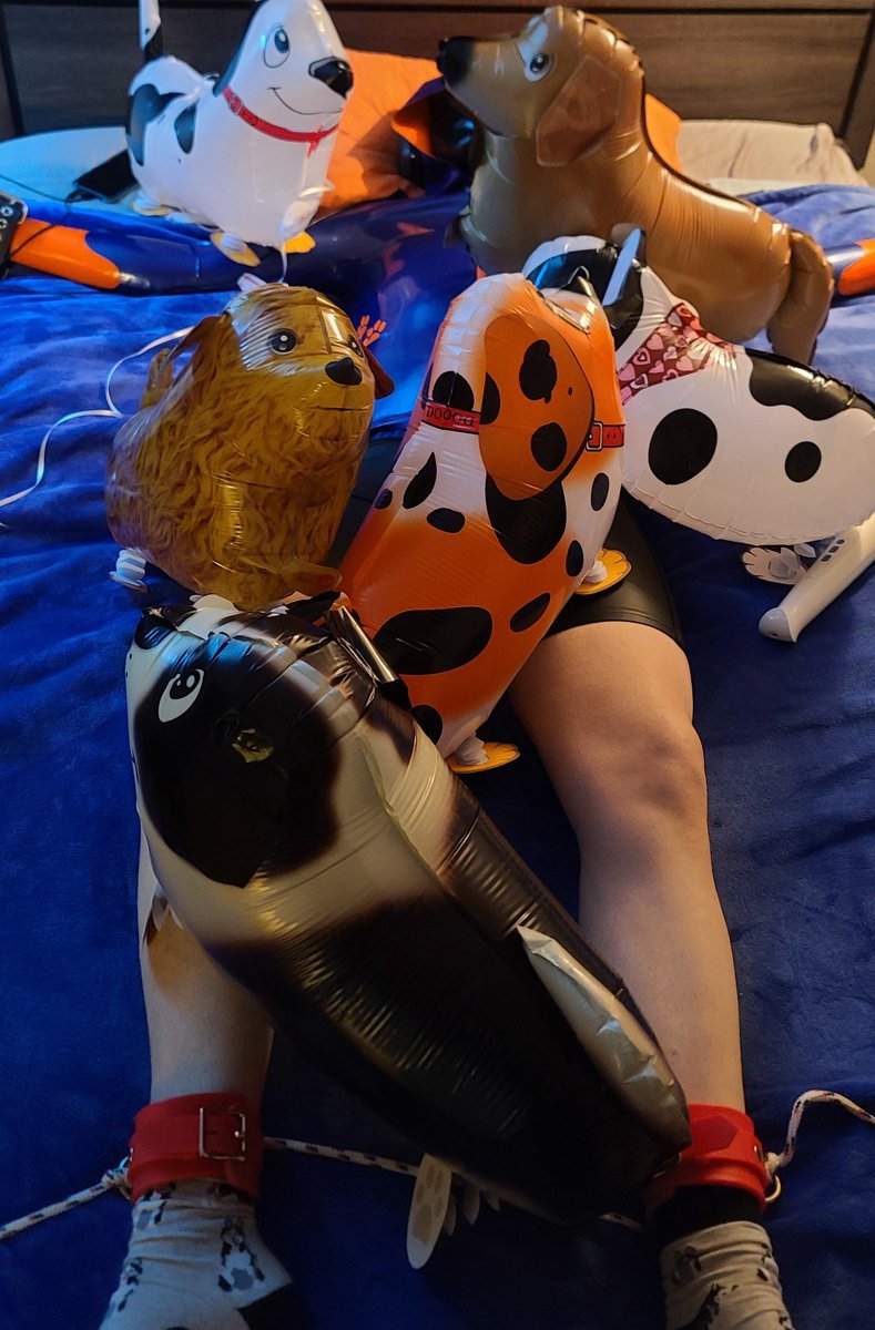 Puprokruff's tweet photo. Brithday Pup Tied to the bed with all the puppies. GREAT way to end  His B-Day. HAPPY 29TH birthday 3 Times in a row! @helm_pup https://t.co/EmraT0Tnpf