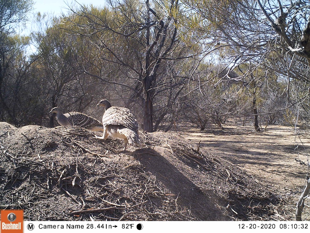 The holidays are a time for family. No different for our local malleefowl, who were captured by Wheatbelt NRM’s motion sensor cameras near Hyden tending to their mounds over Christmas Day in preparation for hatching. #NLP ow.ly/6cGq50DG9dY