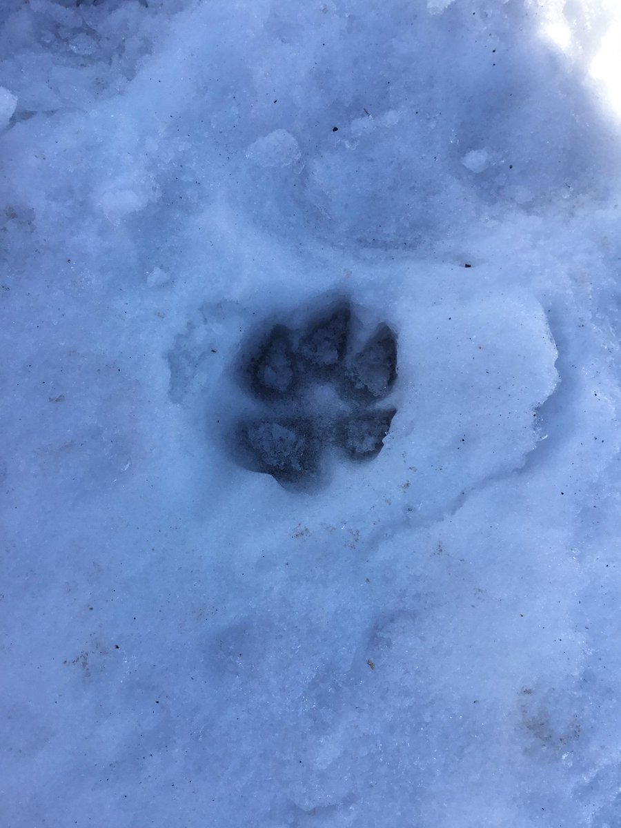 BendaleRoom105's tweet photo. We saw lots of footprints during our walkabouts this week. https://t.co/3O5o1LK6fM