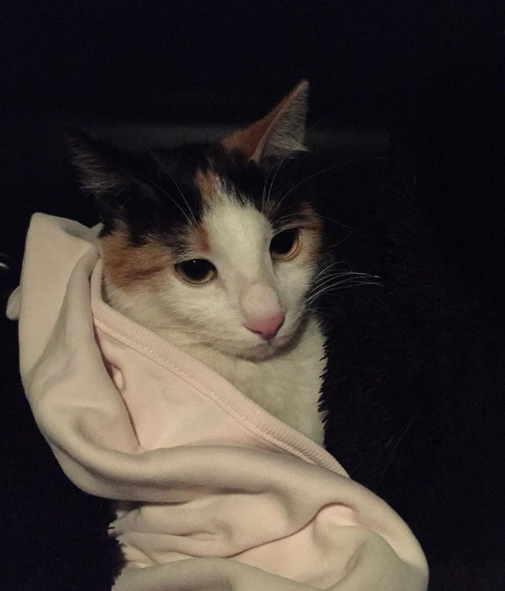 Linamız çok iyiye gidiyor inşallah.İlacımız 2 gün yettiği için yeni ilacımızı sipariş vermemiz gerekli şükür haftasonunu çıkarttık..
Ama sizlerin 5 tlsine 10 tlsine bile ihtiyacımız var..🙏🐱🐾