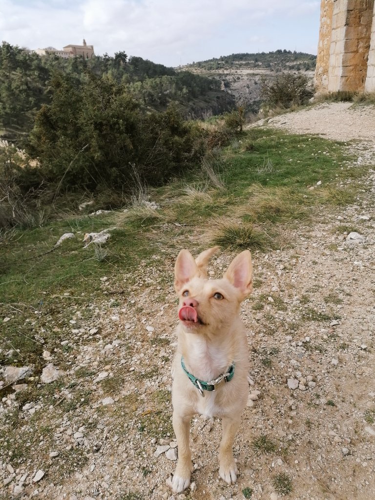 JoLuEscobar91's tweet photo. #LaLola hoy de #RutaTuristica por Alarcón.
#Turismo #TurismoConPerros #RutasVerdes #RioJucar #Perro #PerrosViajeros #Domingueros https://t.co/1hyxH6bIj2