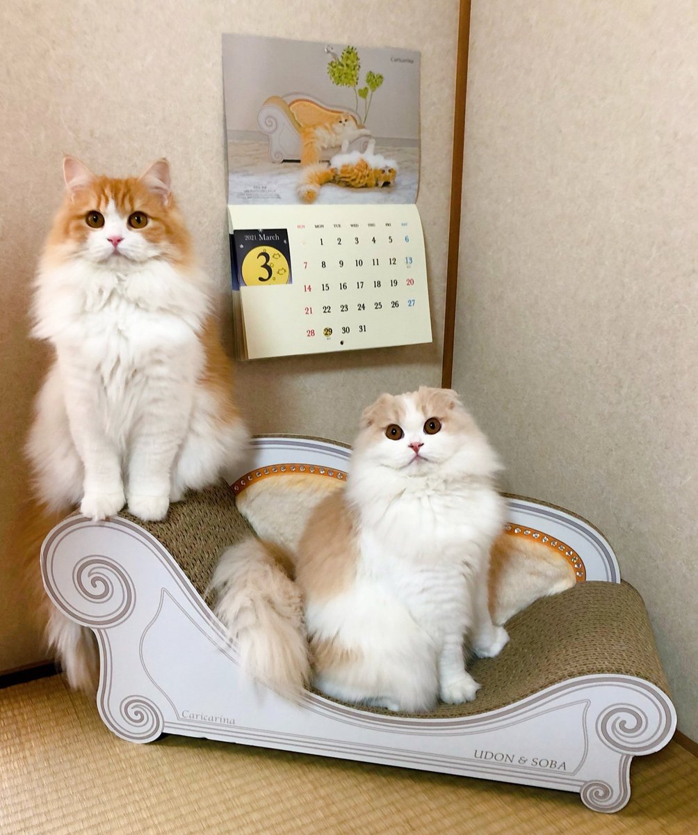 おしゃれな猫の爪とぎカリカリーナ Caricarina39 Twitter