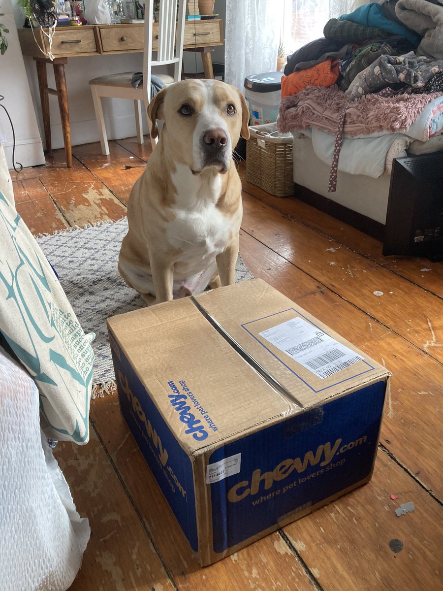 BMatteau's tweet photo. Well are we opening this box up or are you going to keep torturing me? #Birthdayboy #Chewy #labpit @Chewy @ZacharyGraves9 @Miranda03710667 https://t.co/SqerWvL3ps