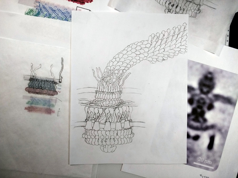 Spent some time working in the garden, then played a bit with the flagellar motor sketch, incorporating some new results from <a href="/S_M_Lea/">Susan Lea</a>. Time to jump into some of the other wacky assemblies that are in the membranes.