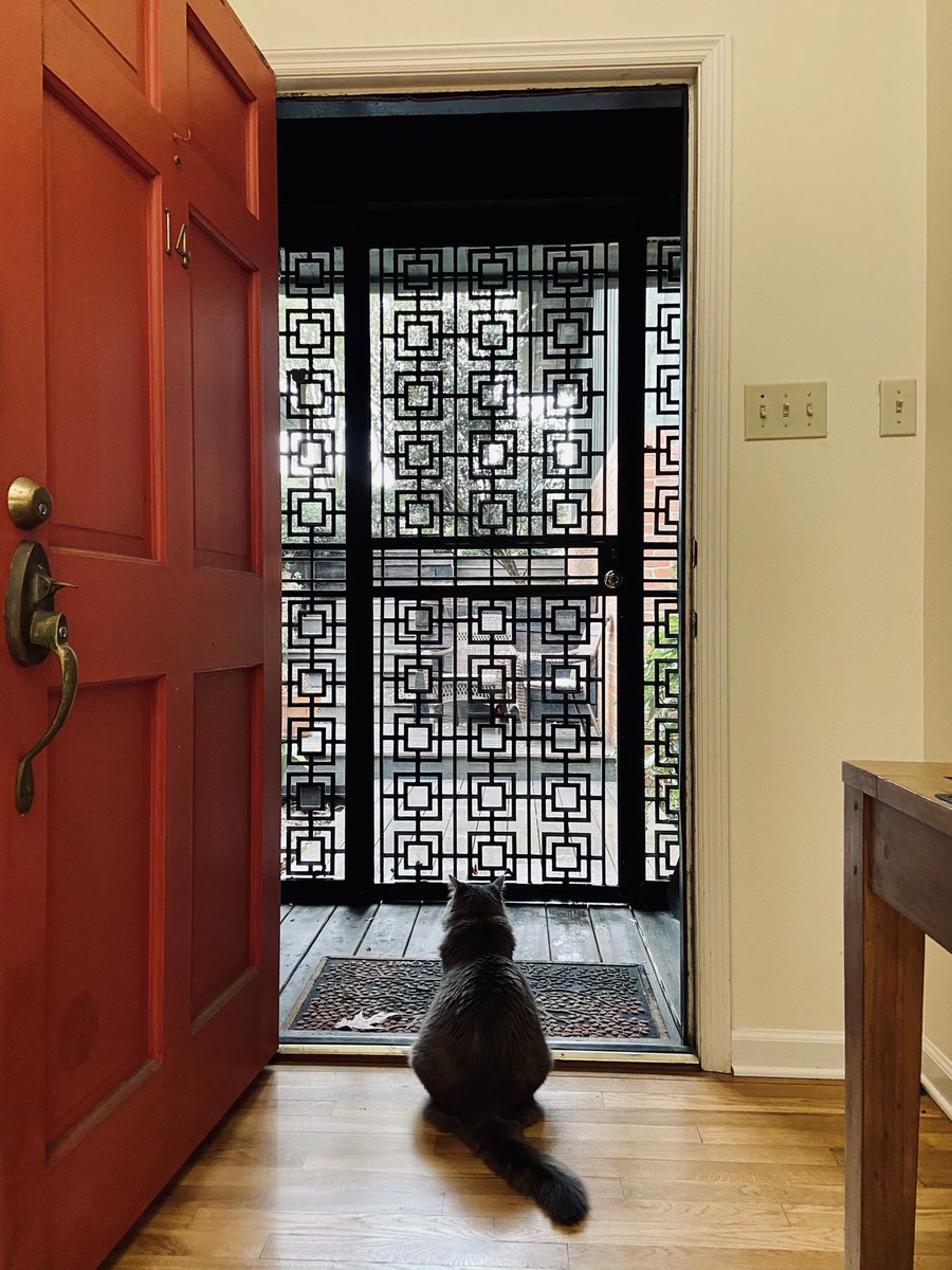 positivepsychi's tweet photo. Cat contemplating the world
Gata olhando para o mundo https://t.co/yEagsV6Vde