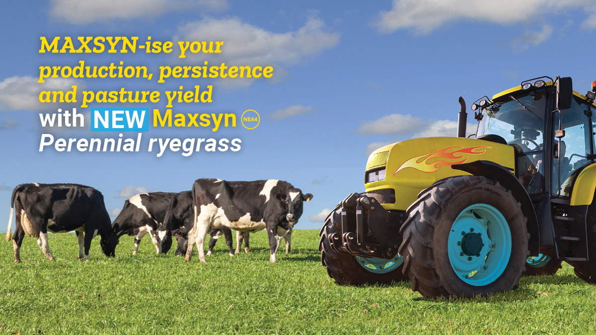 BarenbrugAUS's tweet photo. INTRODUCING #Maxsyn! The newest member of the @BarenbrugAUS ryegrass family, with strong persistence &amp; greater pasture yield than competitor varieties. One of the best performing Perennial ryegrasses on the market. Find out more here - https://t.co/ktZEoT3CRN https://t.co/4ItncAZ8I8