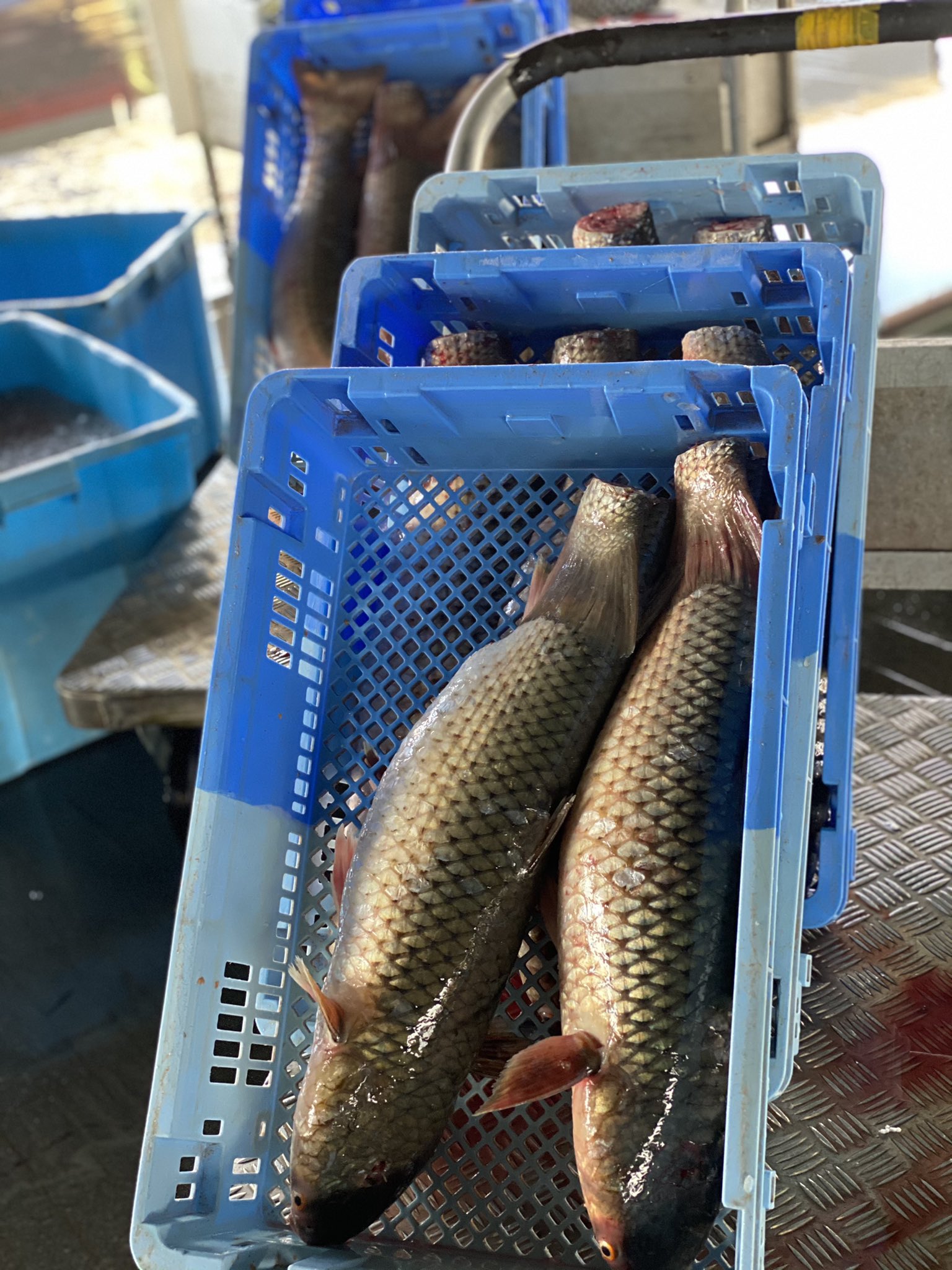 柳川マルマ 鮮魚卸し ヤスミ有明海出荷です ヤスミ メナダ T Co 6o6kdnt1nn Twitter