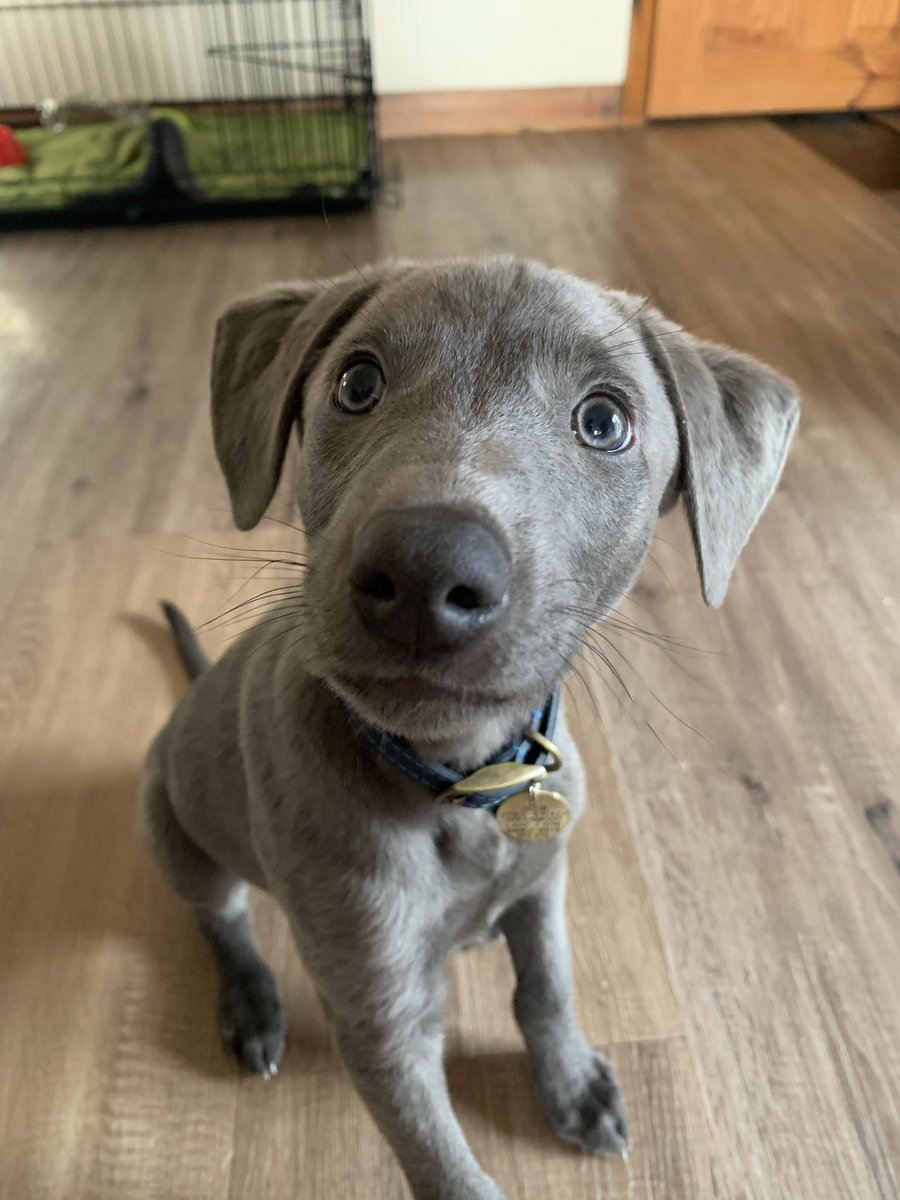 Edbrella's tweet photo. @ANDREW1ALBERTT We called this one Clem! 💙 https://t.co/nNW30LtsH6