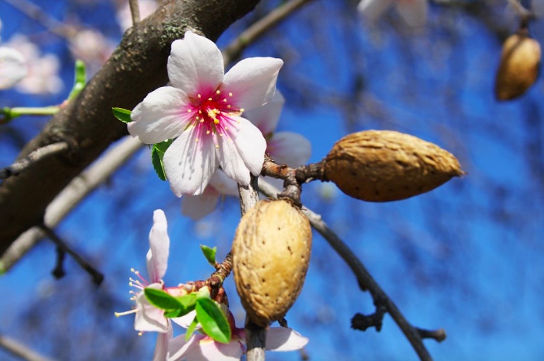 Lovegreen Ecストアオープンしました 3月14日の誕生花 アーモンド T Co Ypgwwgx9fj 3月14日の誕生花はアーモンド 花言葉は 希望 真実の愛 です 花言葉 植物 誕生花 花のある暮らし 園芸 フラワーアレンジメント プレゼント 誕生