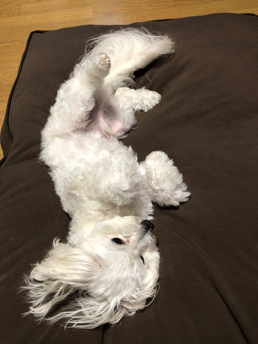 愛犬用ヨギボー ドギボー Doggybo の口コミは サイズや注意点を紹介 あるわなブログ