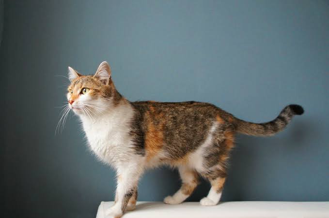 hiro_create7's tweet photo. 文章修行のために

猫をモチーフにしたブログ
始めました

犬と小鳥でも
始めますよ❤

目指せ！動物ライター！？ https://t.co/mHLT9BX27A