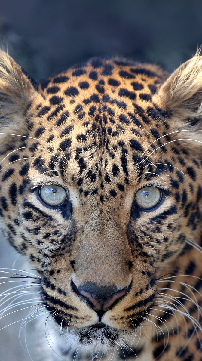 富士サファリパーク公式 3月のオススメ壁紙 スマホ用 はこれですね ヒョ どうぶつ壁紙はコチラ T Co Nhfvazagpf T Co F2m2tmzl1m 富士サファリパーク公式 3月のオススメ壁紙 スマホ用 はこれですね ヒョ どうぶつ壁紙はコチラ T Co Nhfvazagpf T Co F2m2tmzl1m