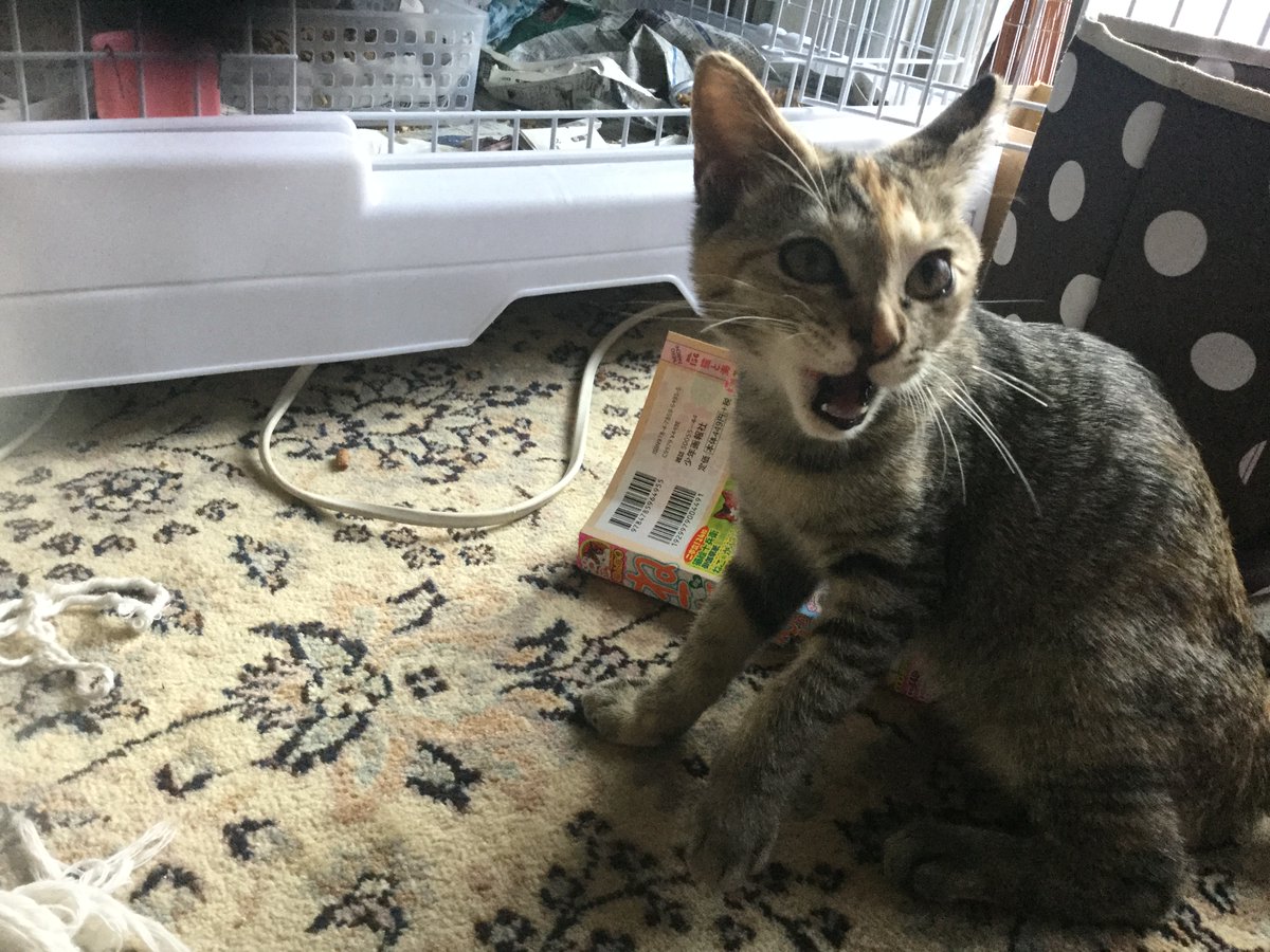 パンやha Na 福です こらお母さん トイレ綺麗にして下さいよ ﾟdﾟ と叱られた時のです はい すいません W 猫好きさんと繫がりたい パン パン屋 パン屋さん パンやha Na パン好きな人と繋がりたい