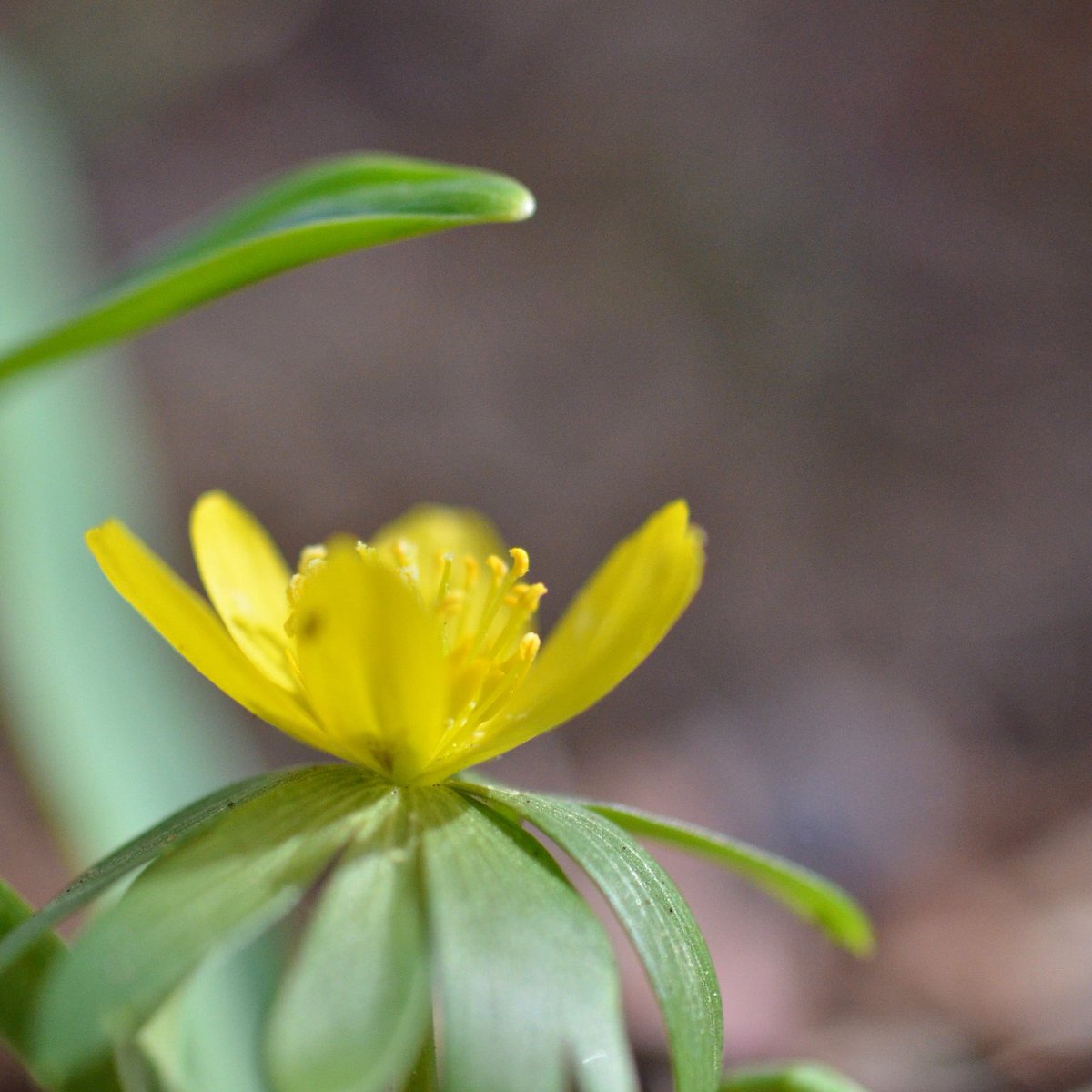 キバナセツブンソウ