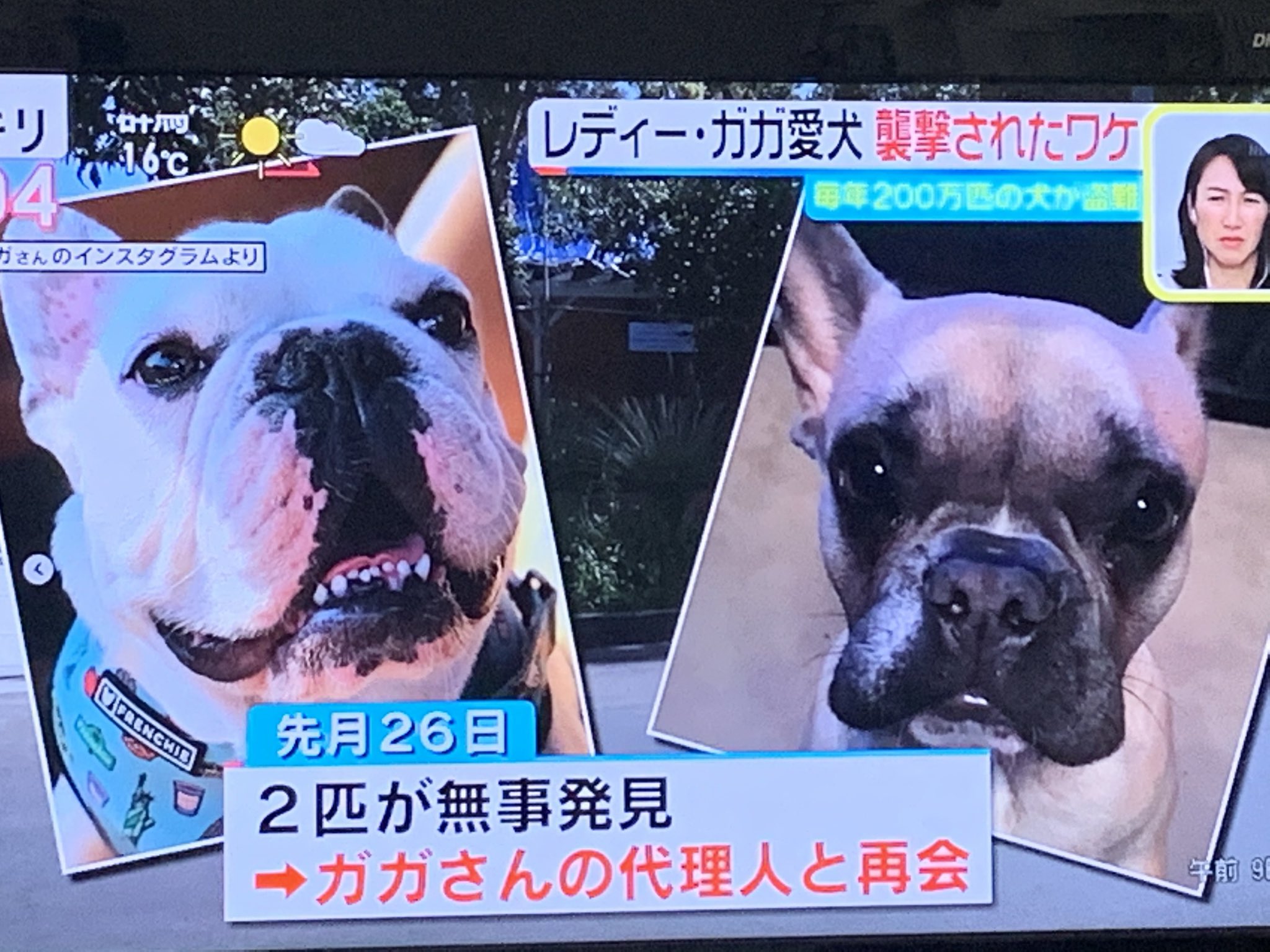 Twitter এ ピース 愛犬 見つかってよかったよね トイプードルとか人気の犬種の盗難がある中 フレンチブルドッグの盗難も多いらしい 気をつけてね ピース ポメラニアン 犬好きさんと繋がりたい 群馬 ぐんまー 群馬応援びと レディーガガ 愛犬