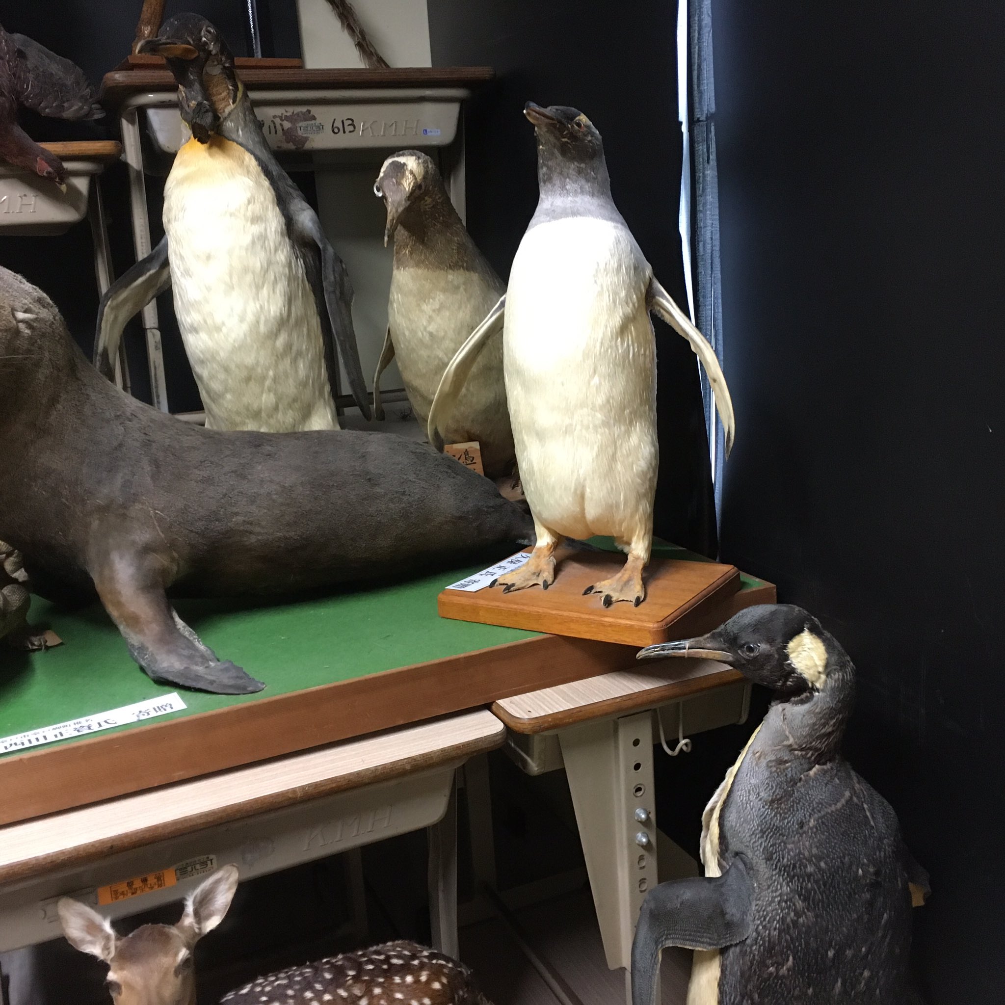 ペンギン剥製 ペンギン剥製
