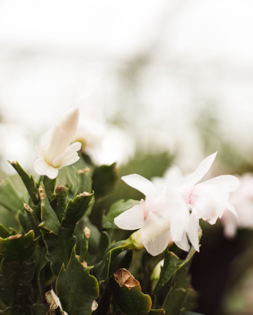 CapsuleStories's tweet photo. Capsule Stories Spring 2021 Edition: In Bloom launches tomorrow! Who’s excited? 😍 https://t.co/ZNKMkSzpfq